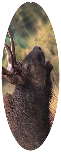 DNSA18-313 Gone Hunting (Elk)